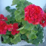 Casa T & Restaurant Di Tacchino Simone B&B 4*
