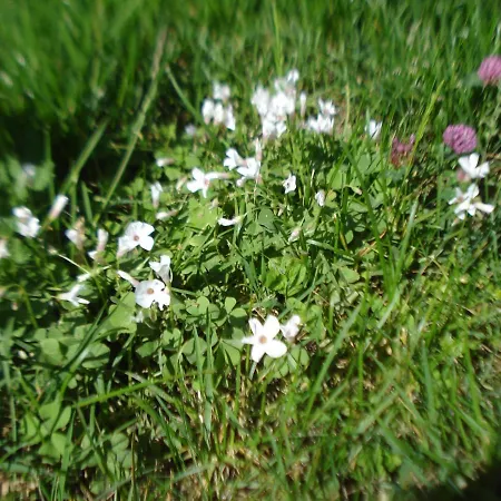 Casa T & Restaurant Di Tacchino Simone 4* Tagliolo Monferrato