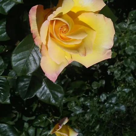 Casa T & Restaurant Di Tacchino Simone Bed & Breakfast