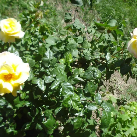 Casa T & Restaurant Di Tacchino Simone