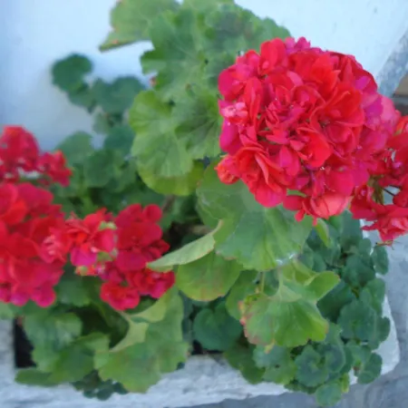 Casa T & Restaurant Di Tacchino Simone Bed & Breakfast 4*