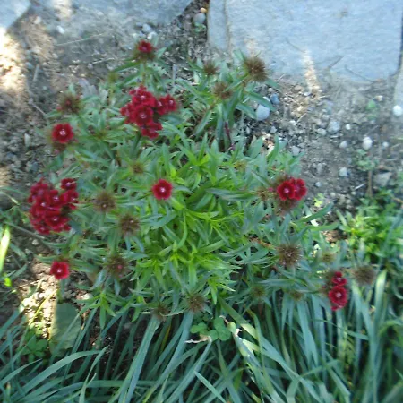 Casa T & Restaurant Di Tacchino Simone Tagliolo Monferrato