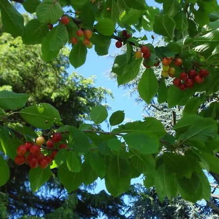 Casa T & Restaurant Di Tacchino Simone Tagliolo Monferrato