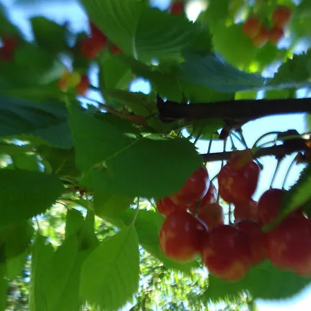 Bed & Breakfast Casa T & Restaurant Di Tacchino Simone