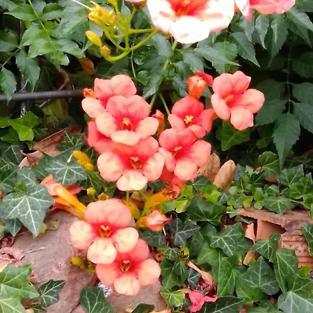 Casa T & Restaurant Di Tacchino Simone Frühstückspension 4*