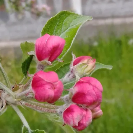 Bed & Breakfast Casa T Bed&breakfast&home Restaurant Di Tacchino Simone Tagliolo Monferrato